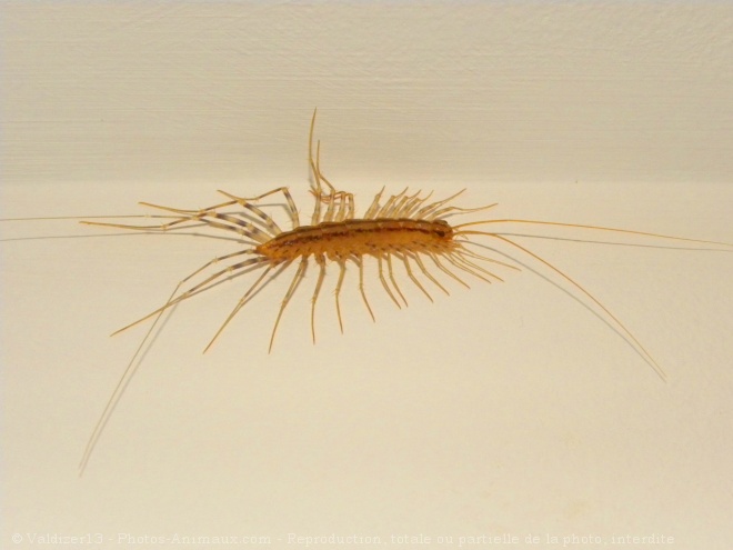 Photo de Scutigera coleoptrata