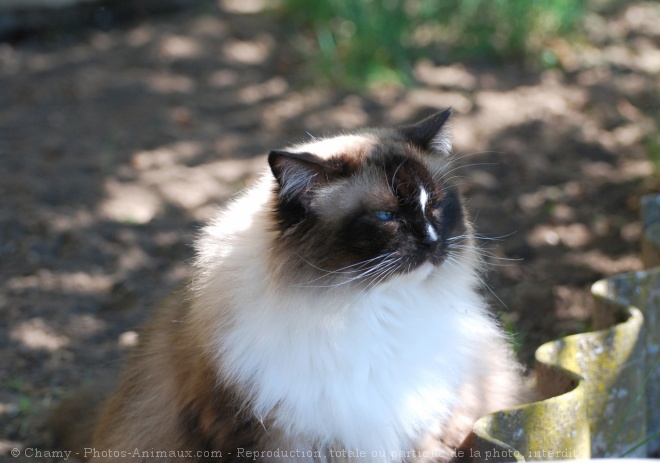 Photo de Ragdoll