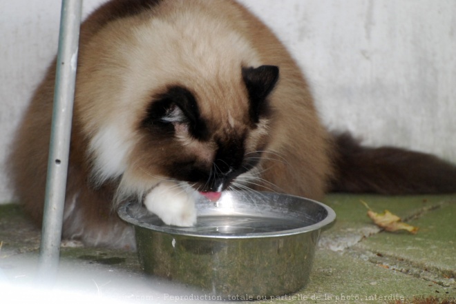 Photo de Ragdoll