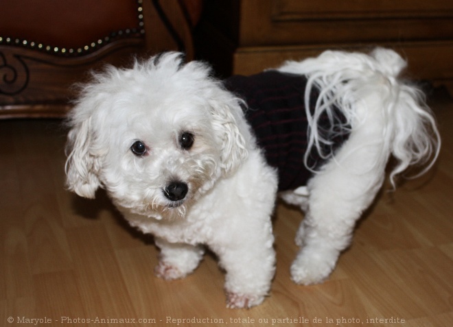 Photo de Coton de tulear