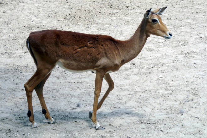 Photo d'Impala