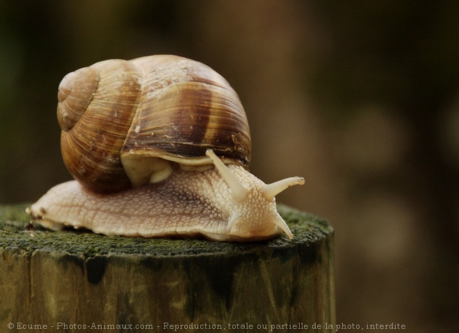 Photo d'Escargot