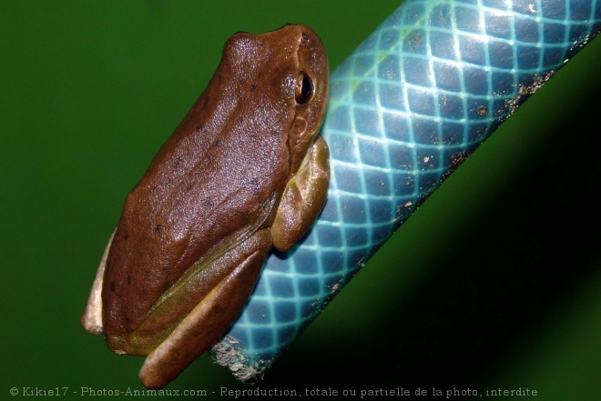 Photo de Grenouille - rainette