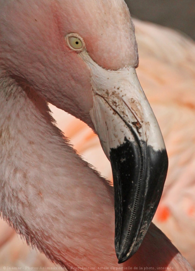 Photo de Flamand rose