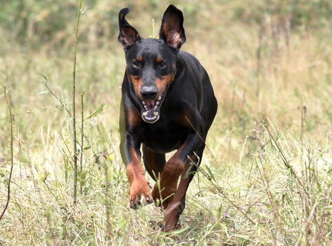 Photo de Dobermann