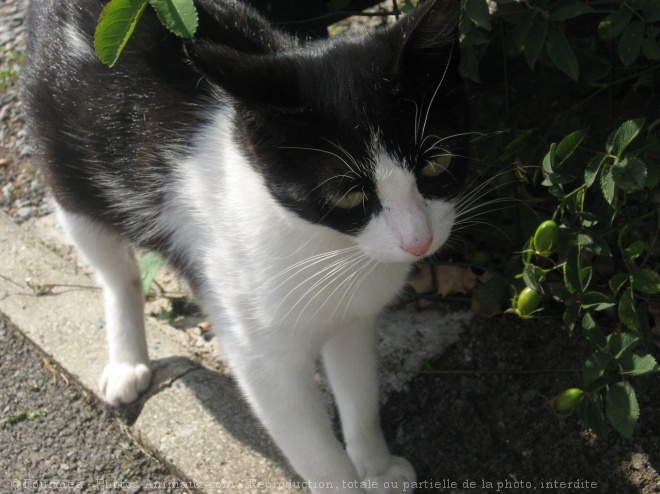 Photo de Chat domestique