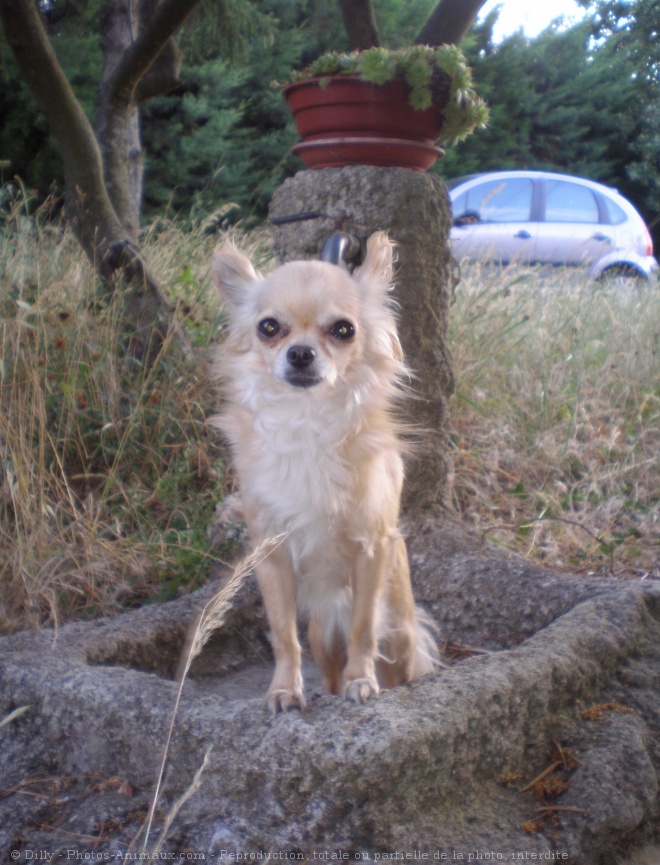 Photo de Chihuahua  poil long