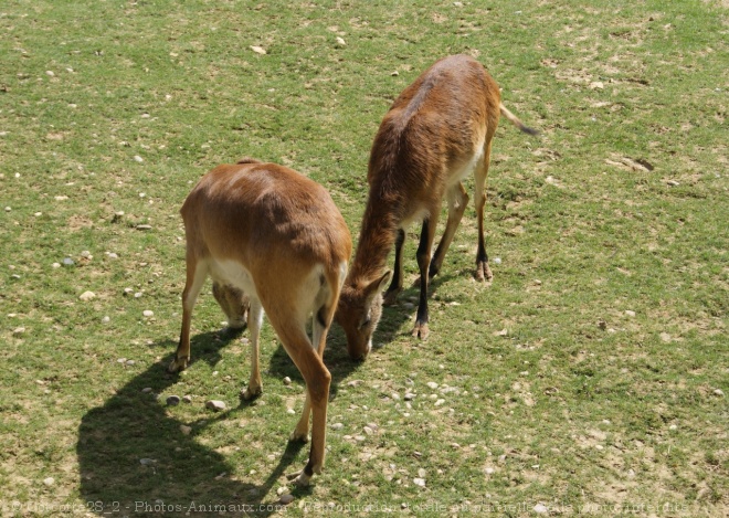 Photo de Gazelle