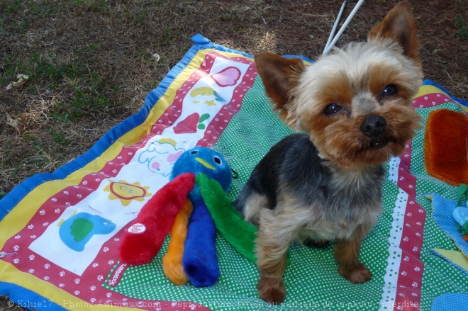 Photo de Yorkshire terrier