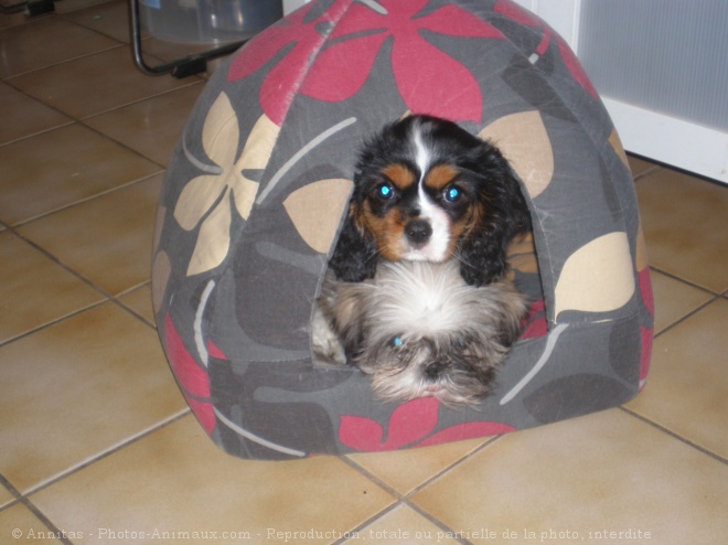 Photo de King charles spaniel