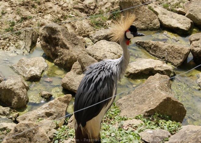 Photo de Grue couronne