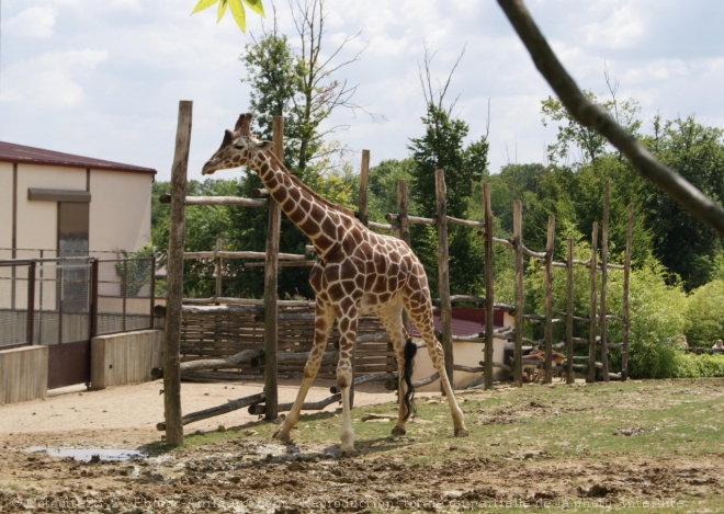 Photo de Girafe