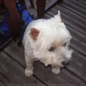 Photo de West highland white terrier