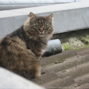 Photo de Chat domestique