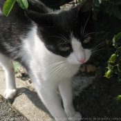 Photo de Chat domestique