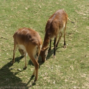 Photo de Gazelle