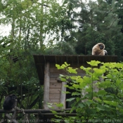 Photo de Singe - gibbon