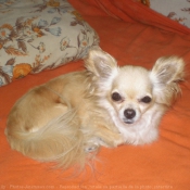 Photo de Chihuahua  poil long