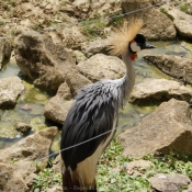 Photo de Grue couronne