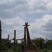 Photo de Girafe