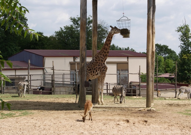 Photo de Girafe