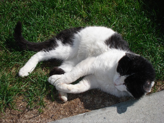 Photo de Chat domestique