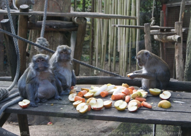 Photo de Singe - macaque