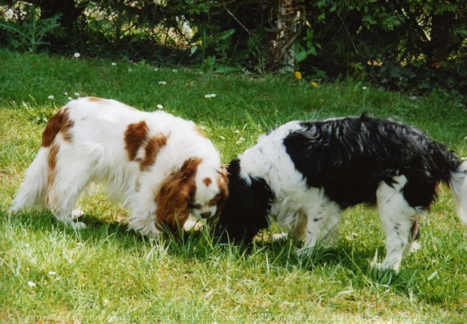 Photo de Cavalier king charles spaniel