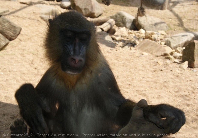 Photo de Singe - mandrill