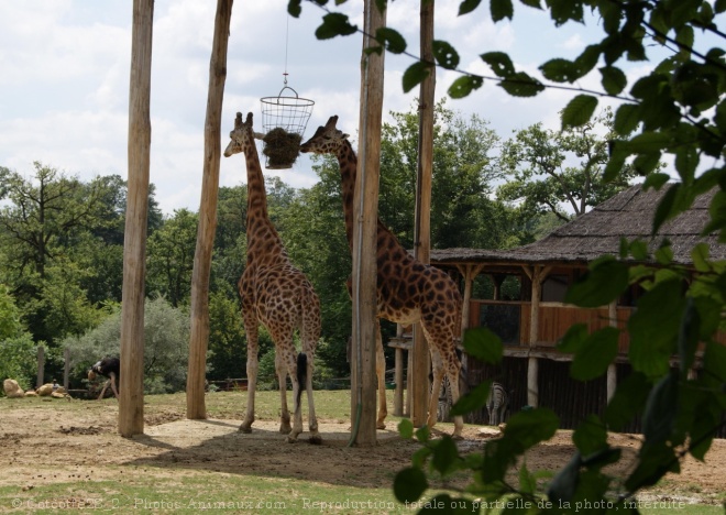 Photo de Girafe