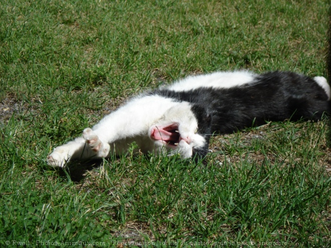 Photo de Chat domestique