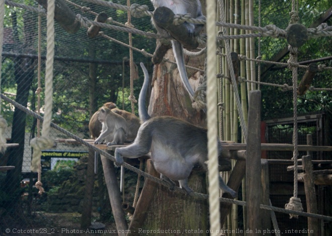 Photo de Singe - macaque