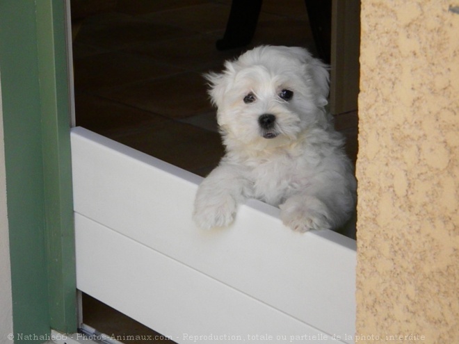 Photo de Coton de tulear