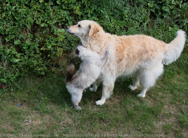 Photo de Golden retriever