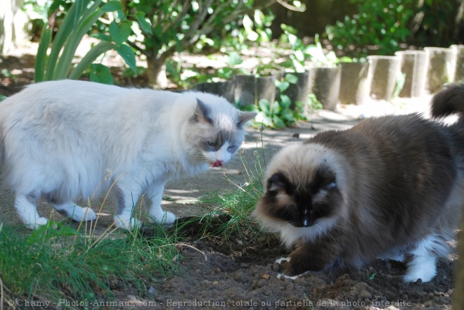 Photo de Ragdoll