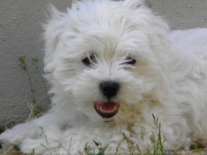 Photo de Coton de tulear