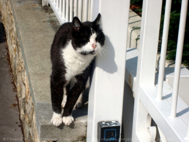 Photo de Chat domestique