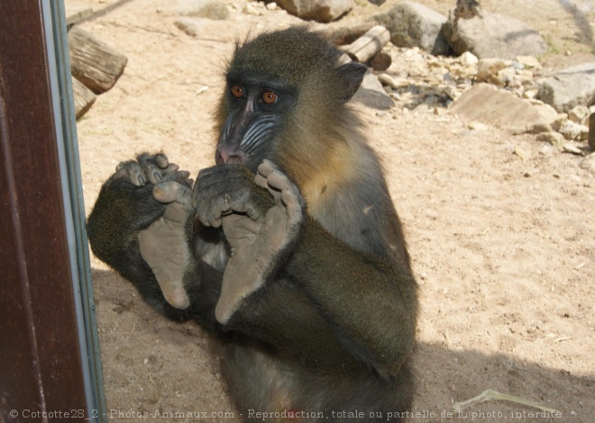 Photo de Singe - mandrill