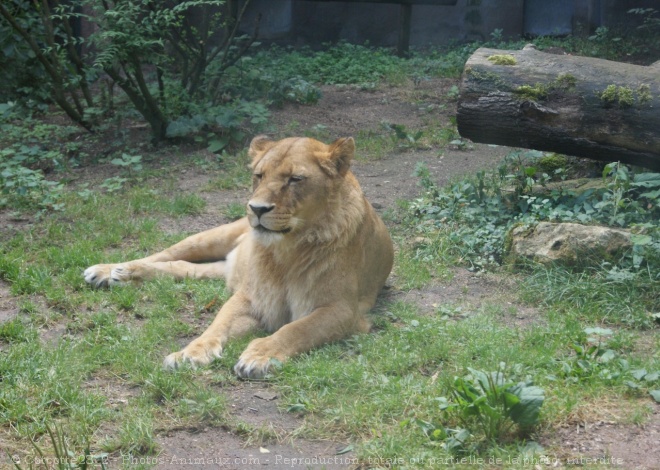 Photo de Lion