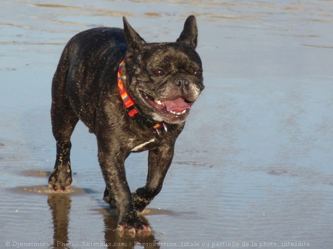 Photo de Bouledogue franais