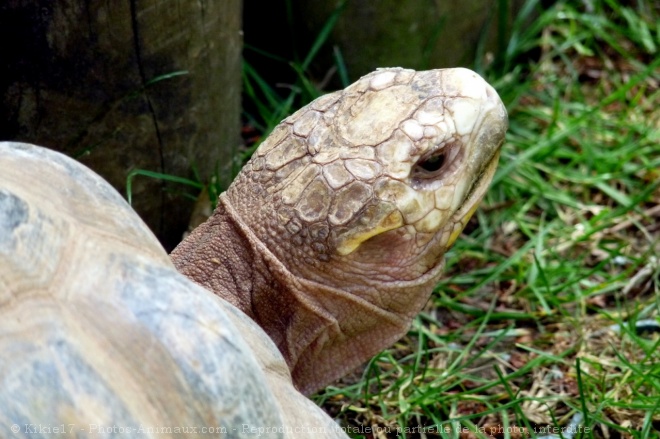 Photo de Tortue