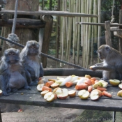 Photo de Singe - macaque