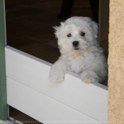 Photo de Coton de tulear