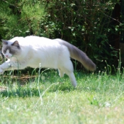 Photo de Ragdoll