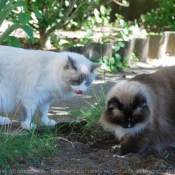 Photo de Ragdoll