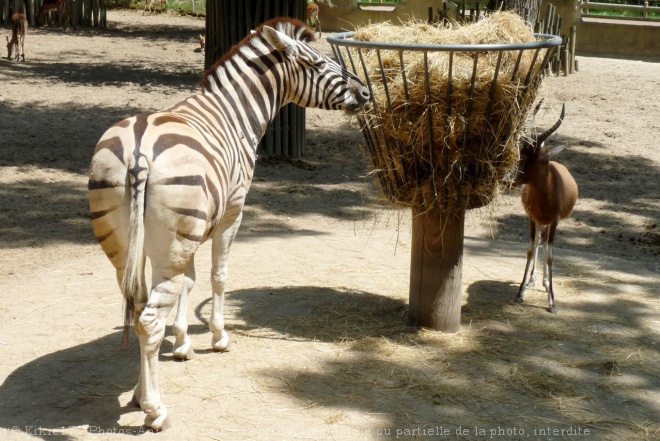 Photo de Zebre