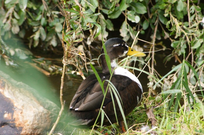 Photo de Canard colvert