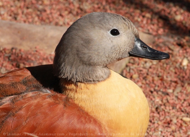 Photo de Canard tadorne casarca