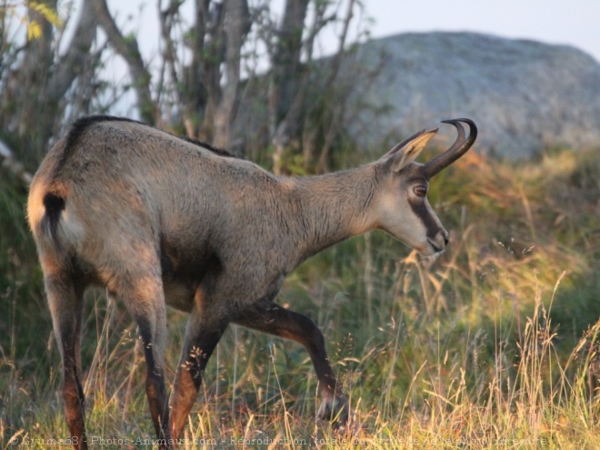 Photo de Chamois