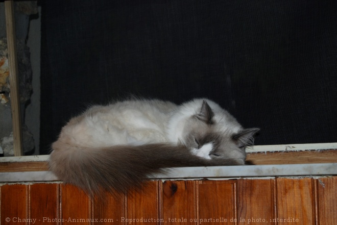 Photo de Ragdoll